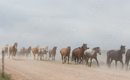 Herd of horses running down dirt road.