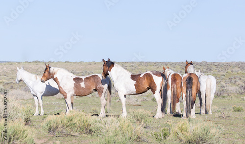 Ranch horses standing in field.