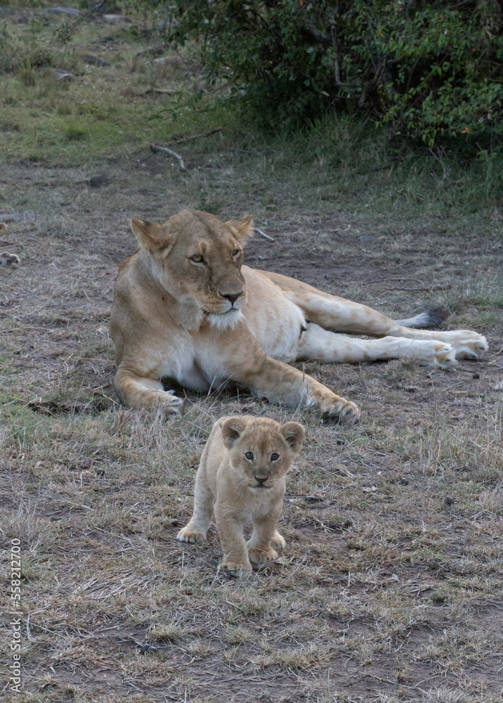 Tired mother lioness rests while her cub plays. Tired mother lioness rests while her cub plays.