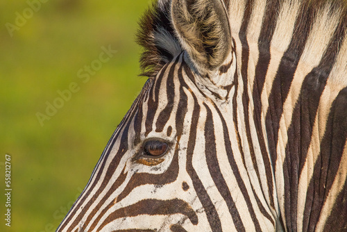 Zebra s eyes    The eyes of the Zebras one of the important parts of African wildlife  have a fascinating beauty.