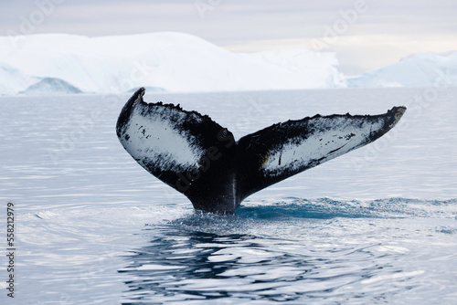 Fotografia humpback whale dorsal fin just before diving