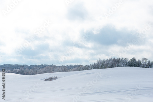 Winter scene of snow covered field and trees. © Cavan