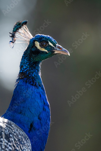 close up of peacock with soft bright background and rich detailed feathers