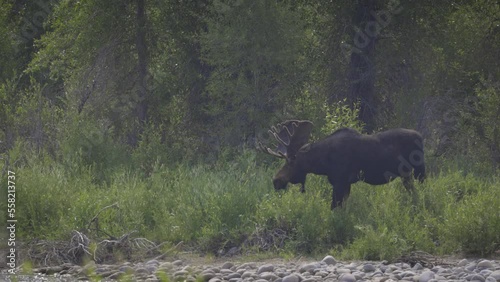 A bull moose grazes along the Gros Ventre River near Jackson, WY. photo