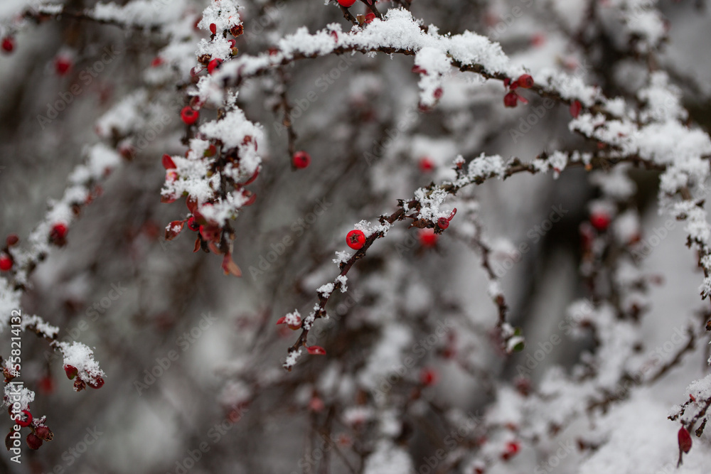 Snow and red berries