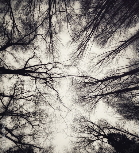 Bare Black And White Winter Canopy From Below.