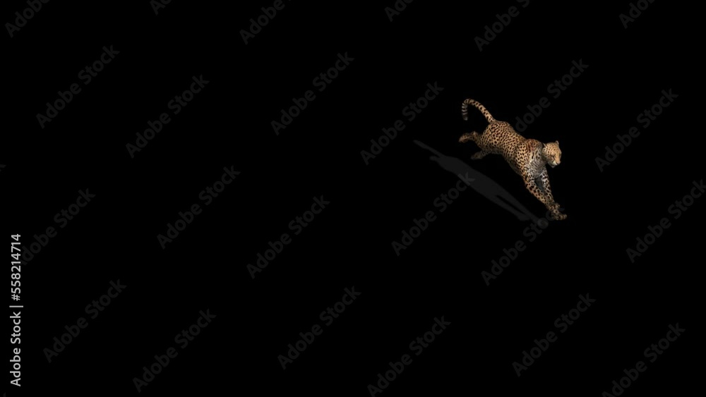 Cheetah Run Transparent Alpha Video Animation Cheetah Run Transparent Alpha Video Animation