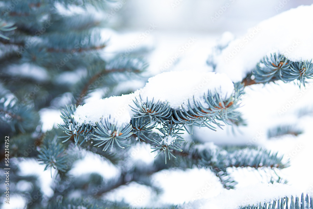 Spruce branch covered with snow rime. Winter background. Blue color toning