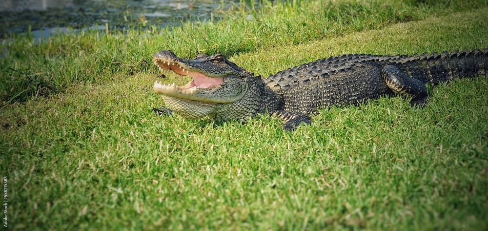 Obraz premium Large Louisiana Alligator Sun Bathing With Mouth Open On The Bank Of A Pond.