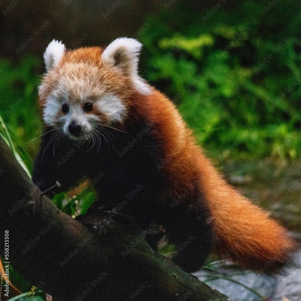 Naklejka premium Red panda