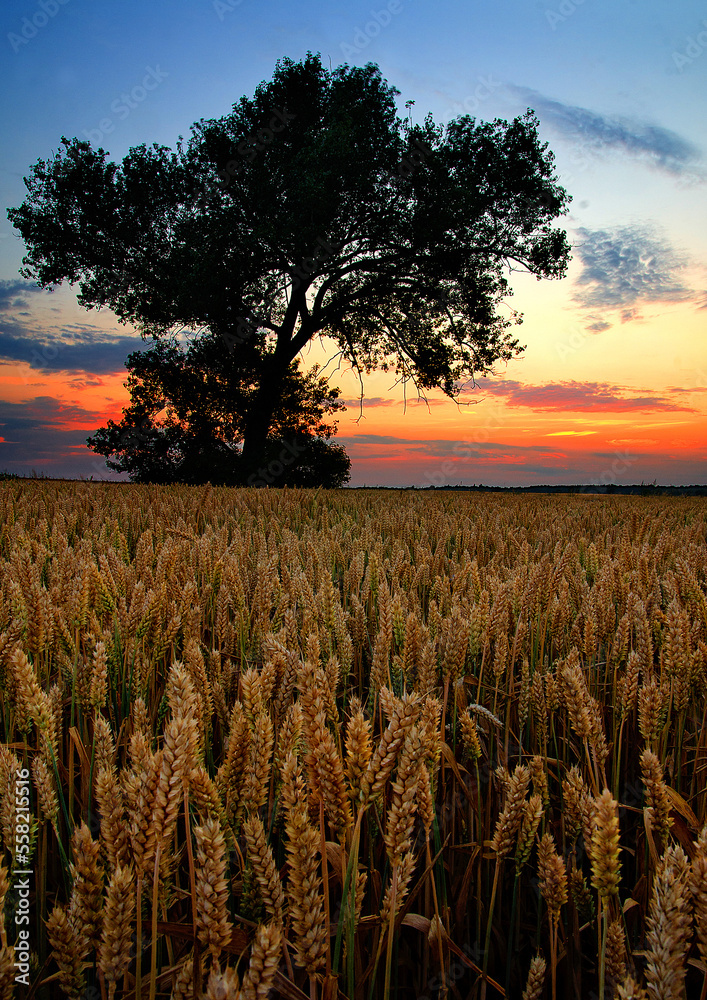 Wheat fields at sunset