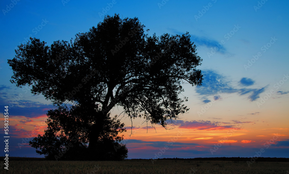 Wheat fields at sunset