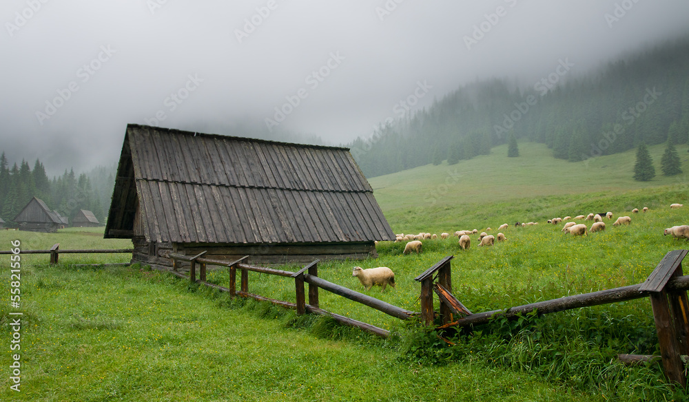 Traditional sheep grazing in mountain pastures.