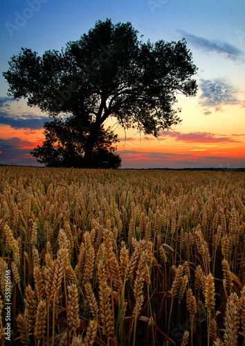 Obraz na płótnie Wheat fields at sunset w salonie