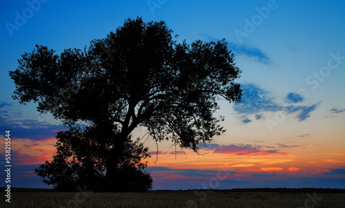 Obraz na płótnie Wheat fields at sunset w salonie