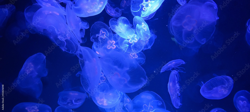 jellyfish in aquarium