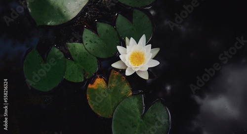 White Water Lily Fully Bloomed On Calm Water Surface In Southeast Louisiana.