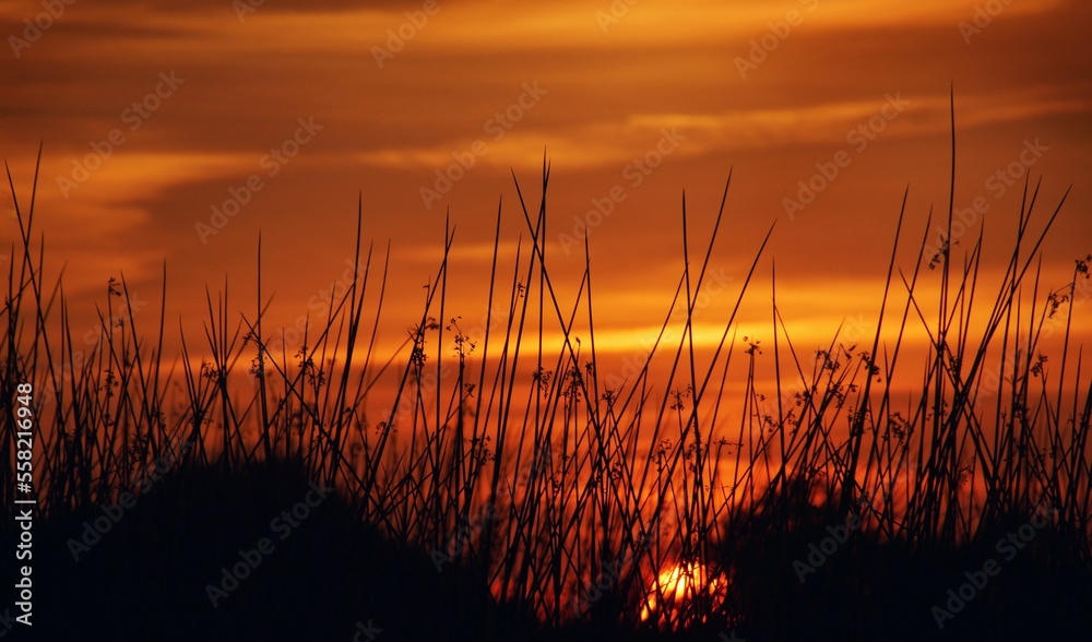 Orange Sunset shining Through The Louisiana Marsh reeds Orange Sunset shining Through The Louisiana Marsh reeds