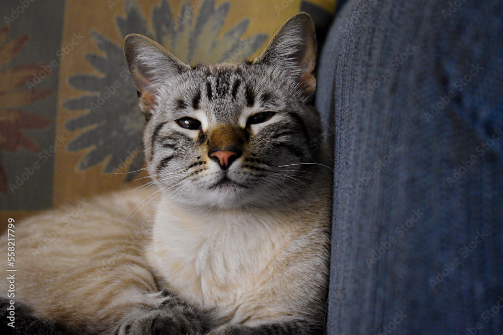 retrato de un bonito gato con nariz café acostado en la sala retrato de un bonito gato con nariz café acostado en la sala