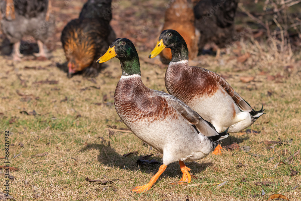 two mallard ducks walking in a garden two mallard ducks walking in a garden
