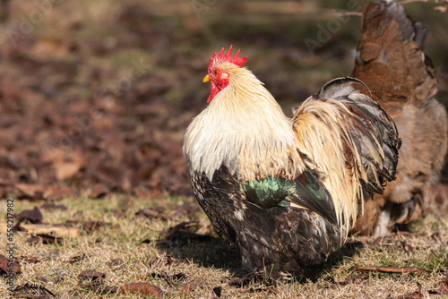 free range hens in a garden in Provence