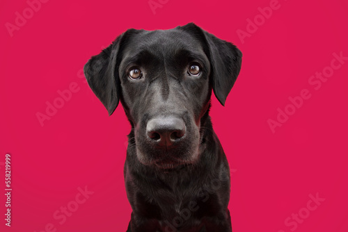 Portrait black labrador retriever looking at camera. Isolated on red or magenta background