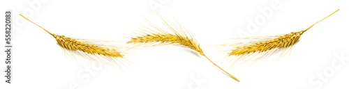 Rye grain. Whole, barley, harvest wheat sprouts. Wheat grain ear