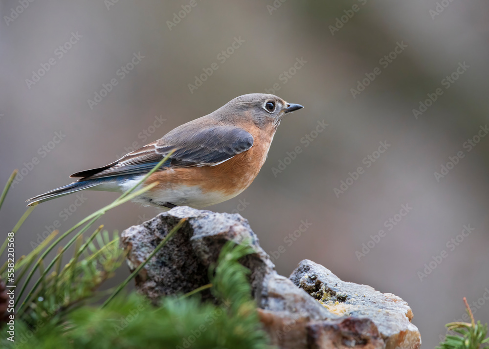 blue bird on perch blue bird on perch