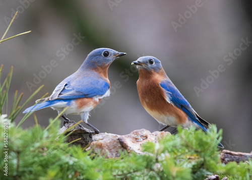 two blue birds 