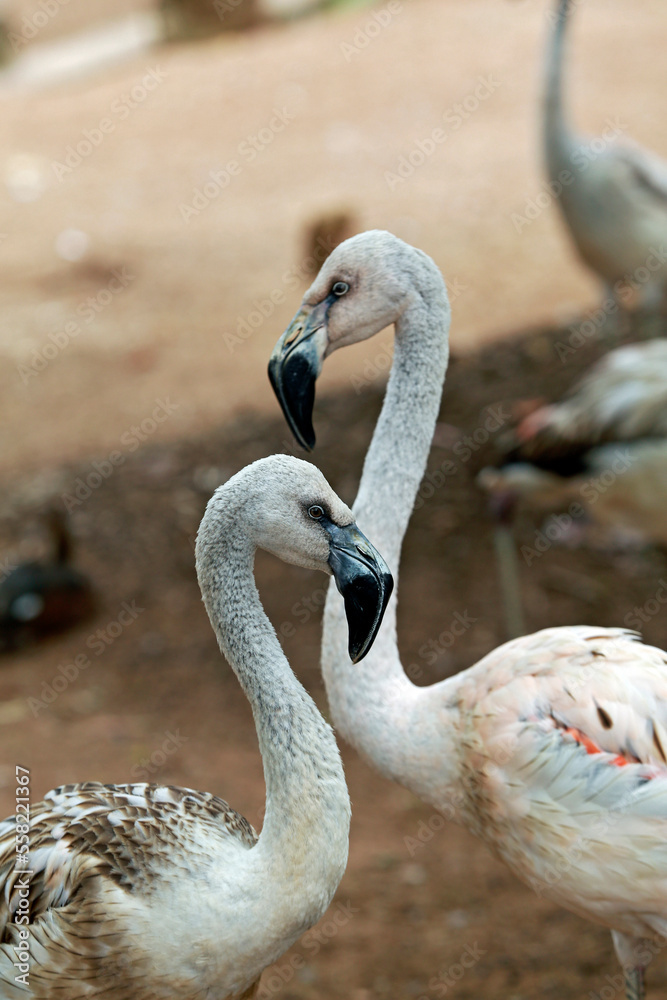 Fototapeta premium Flock of Chilean flamingo