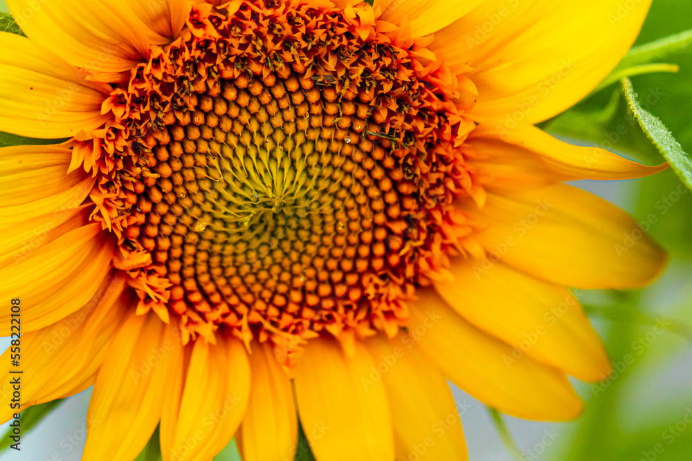 Closeup Macro of an Open Yellow and Orange Sunflower Closeup Macro of an Open Yellow and Orange Sunflower