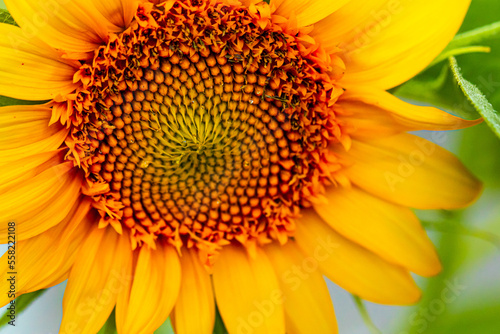 Closeup Macro of an Open Yellow and Orange Sunflower