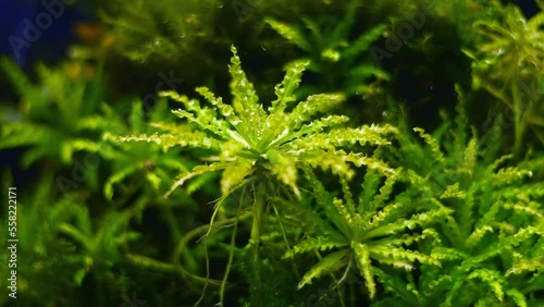 Dysophylla helferi in Dutch Amano style aquascape design, healthy aquatic vegetation, demanding planted freshwater aquarium for professional aquarist, glass refraction effect, blurred background photo