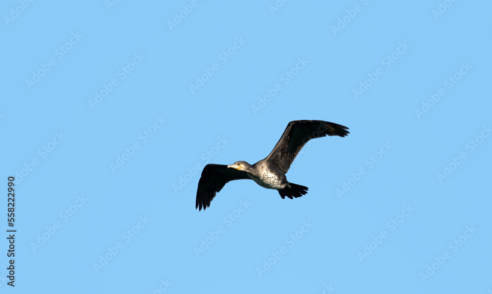 A large black shag with black-brown wings and tail, and white-cream feathering over cheeks and throat A large black shag with black-brown wings and tail, and white-cream feathering over cheeks and throat