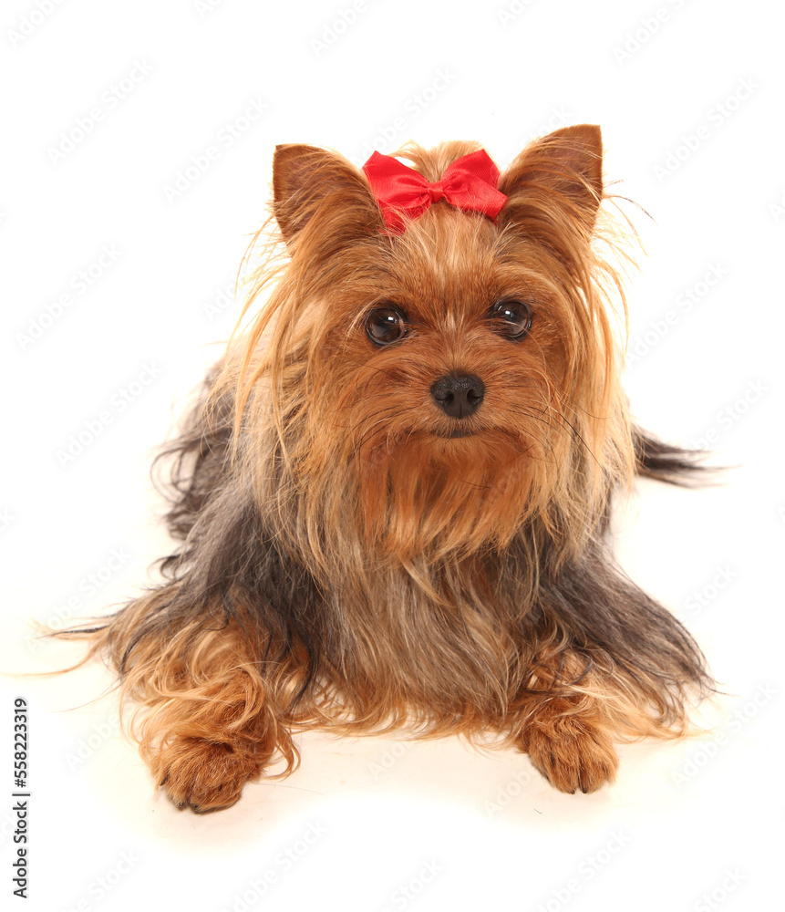 yorkshire terrier dog isolated on a white background yorkshire terrier dog isolated on a white background