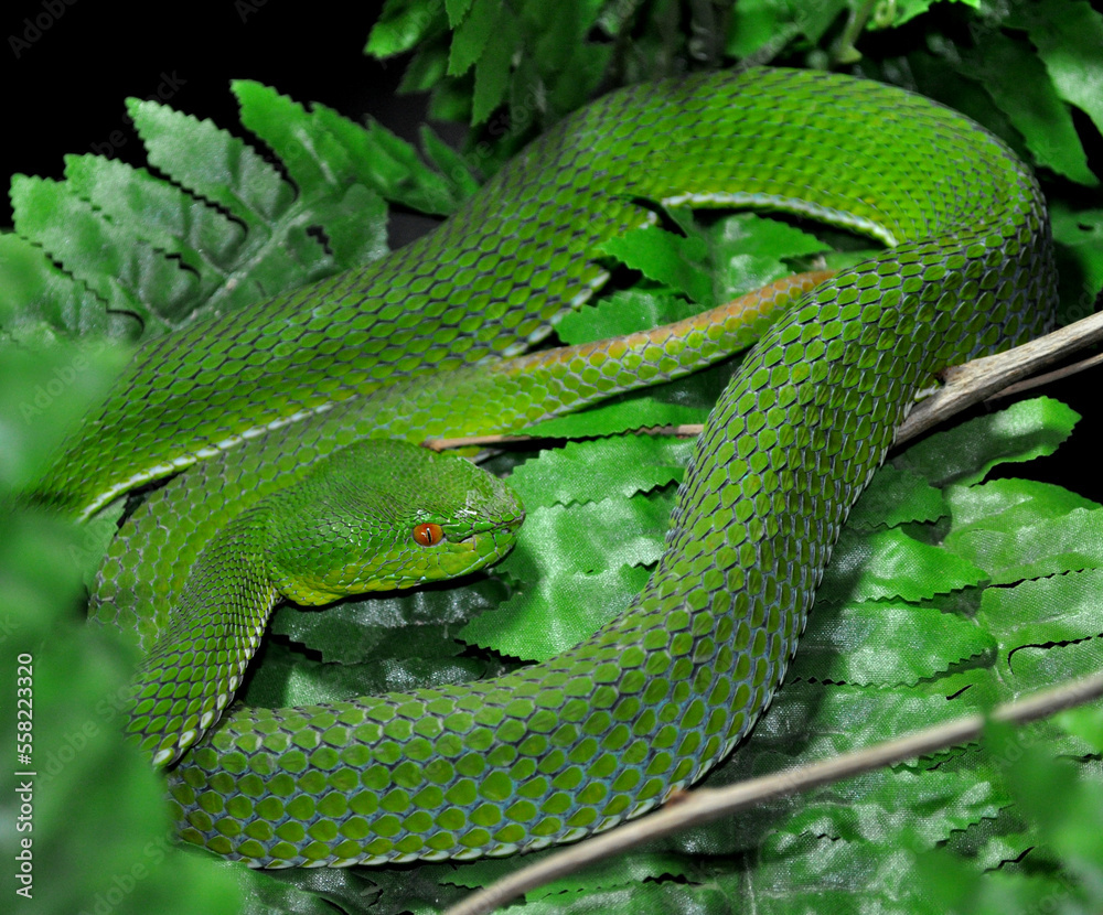 Obraz premium White-lipped pit viper (Cryptelytrops albolabris)