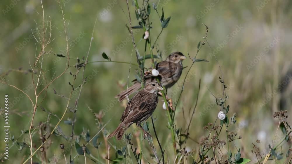 Corn bunting Emberiza calandra. Birds on a branch in a meadow. Close up.
