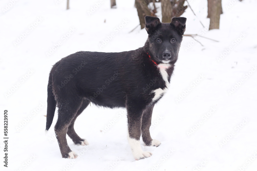 black fluffy puppy dog full body portrait on snowy winter background