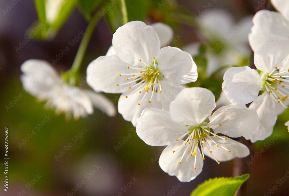 Beautiful background with apple tree flowers, floral spring abstract nature background, Easter concept, Happy Easter, closeup shot, macro shot. Beautiful background with apple tree flowers, floral spring abstract nature background, Easter concept, Happy Easter, closeup shot, macro shot.