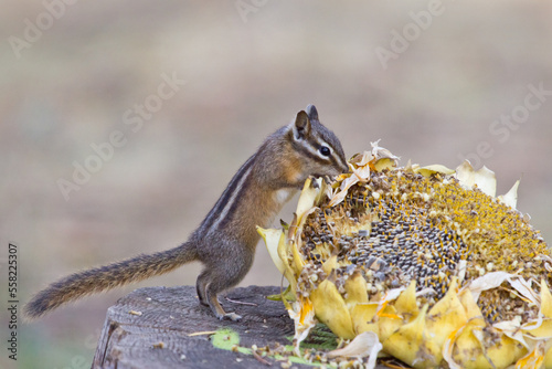 chipmunk discovering sunflower seeds