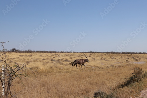 Fototapeta Naklejka Na Ścianę i Meble -  ナミビア・エトーシャ国立公園でのゲームサファリで見られるオリックス