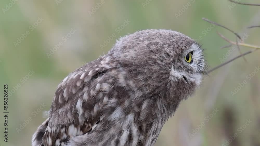 Little owl in natural habitat Athene noctua. Close up. Sounds of nature Little owl in natural habitat Athene noctua. Close up. Sounds of nature