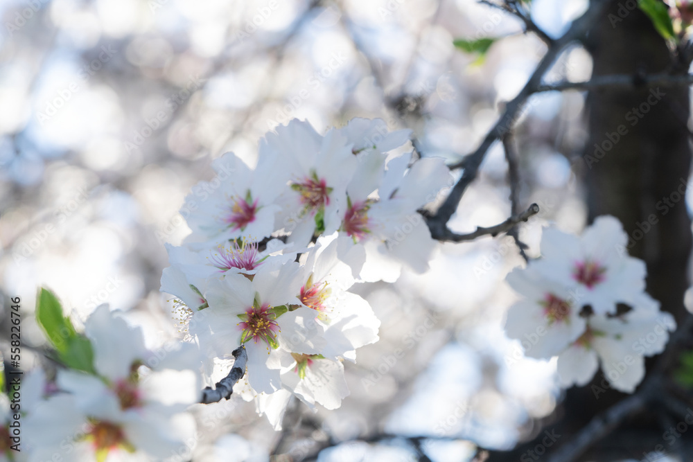 almond tree bloom, close up spring of almond tree twigs almond tree bloom, close up spring of almond tree twigs
