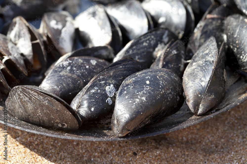 Freshly cooked mussels in metal tray on sand beach Freshly cooked mussels in metal tray on sand beach