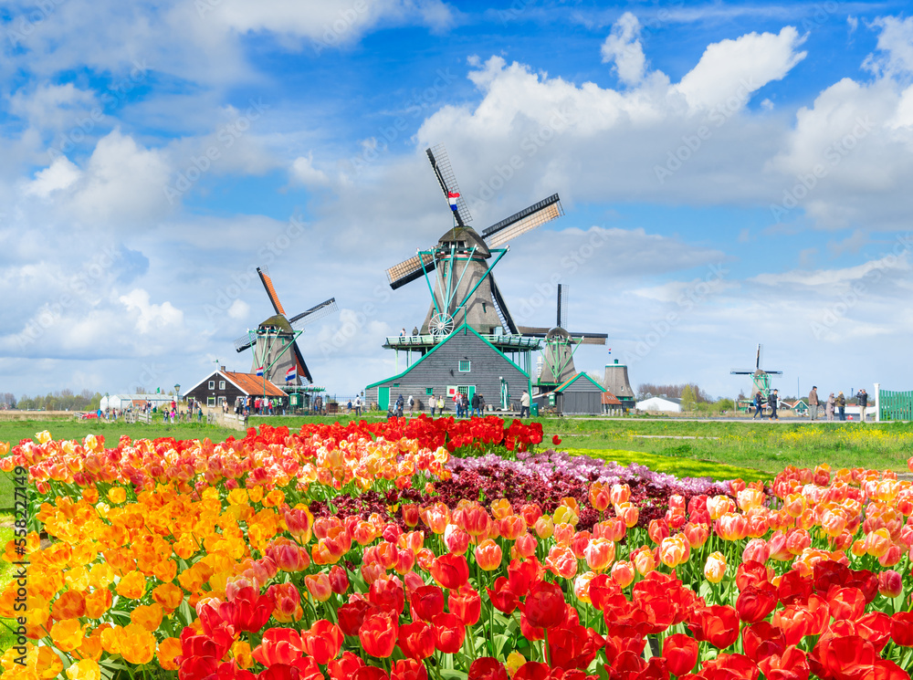 dutch windmill over colorful tulips field, Netherlands