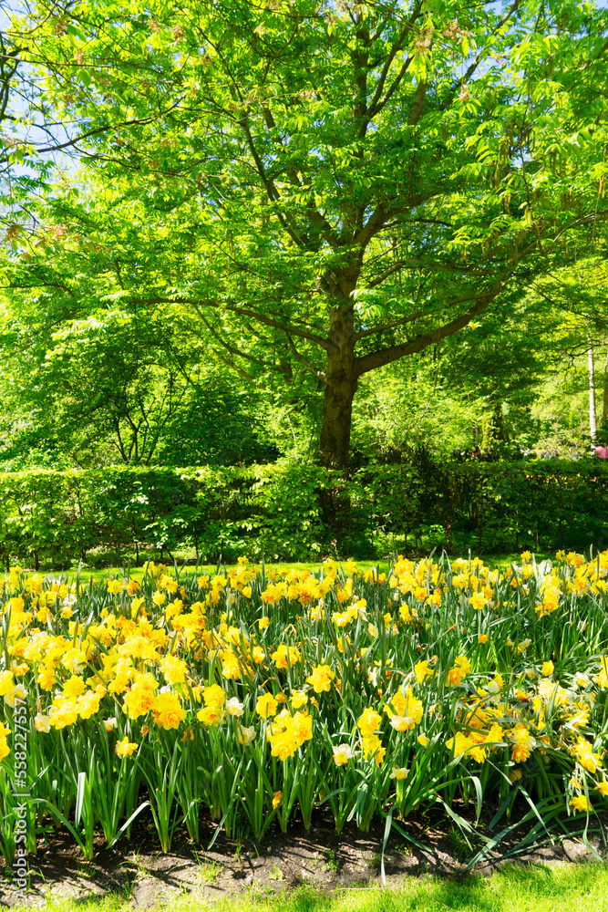 Blooming yelow daffodils flowers with green grass and trees