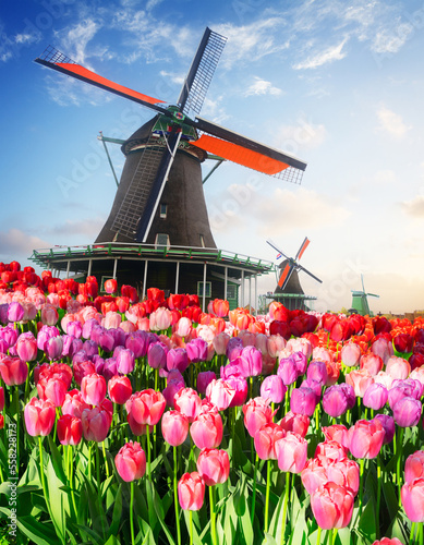 dutch windmill over colorful tulips field, Netherlands