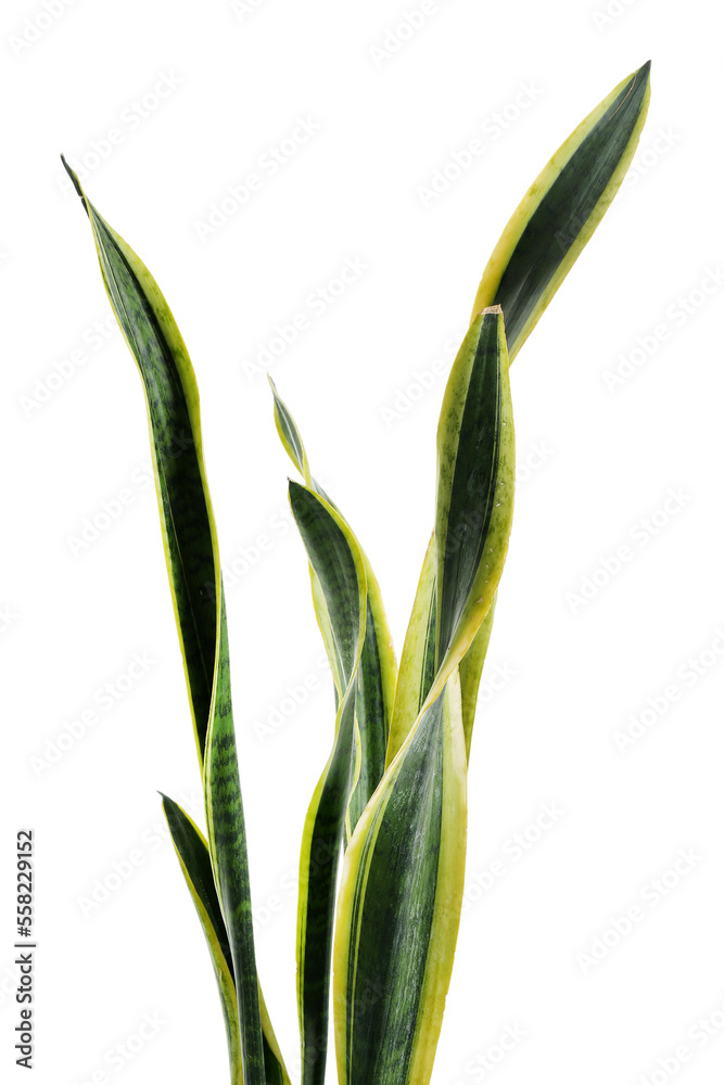 Fototapeta premium Snake plant on white background, closeup
