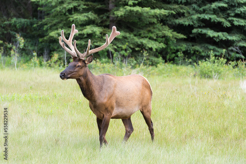 Bull elk in grass meadow in North America walking with background of fir trees