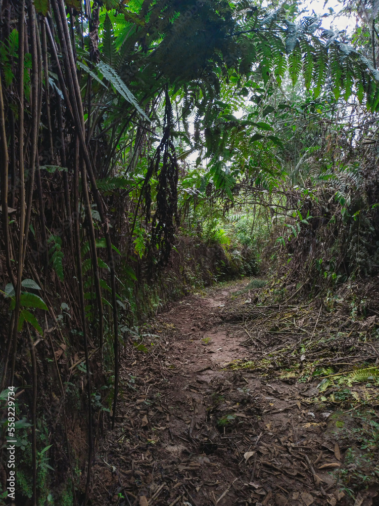 road through the Colombian jungle, surrounded by trees, a crossing for displaced migrants, through the dense forest. road through the Colombian jungle, surrounded by trees, a crossing for displaced migrants, through the dense forest.